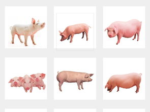 土豬農家樂 動物牲畜小豬海報背景素材大全