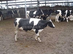 自助貿易平臺與互聯網文化活動 推動牲畜養殖產業鏈優化升級